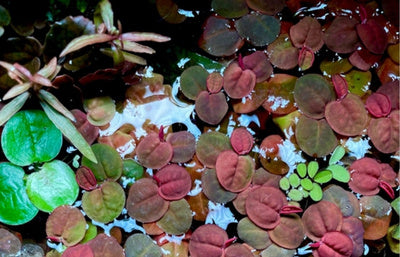Pond Oxygenators
