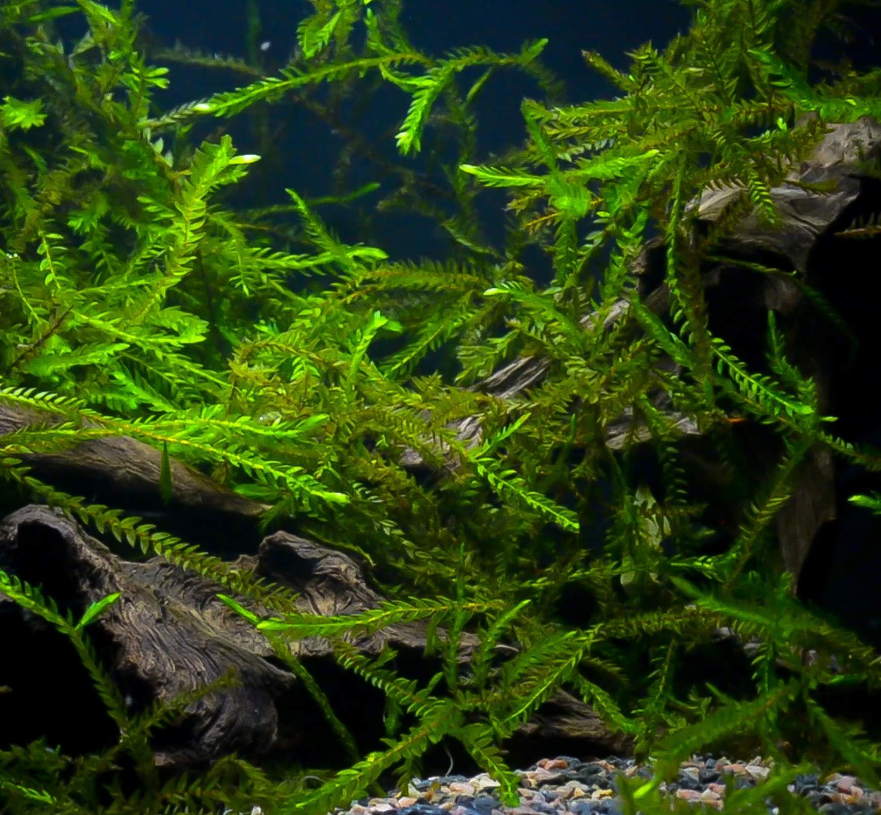 The Aquatic Plant House