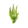 The Aquatic Plant House