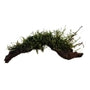 The Aquatic Plant House