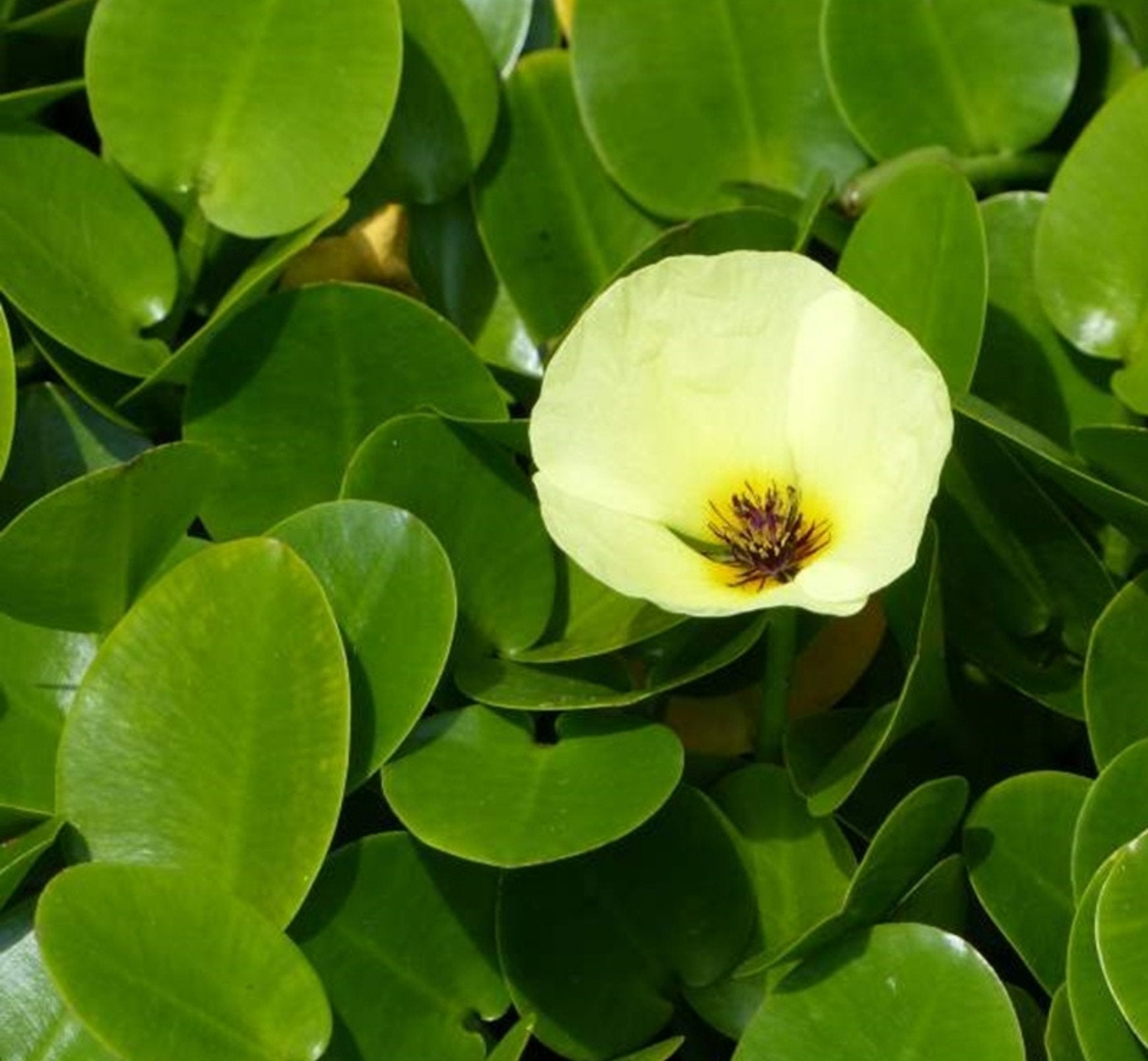 The Aquatic Plant House