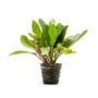 The Aquatic Plant House