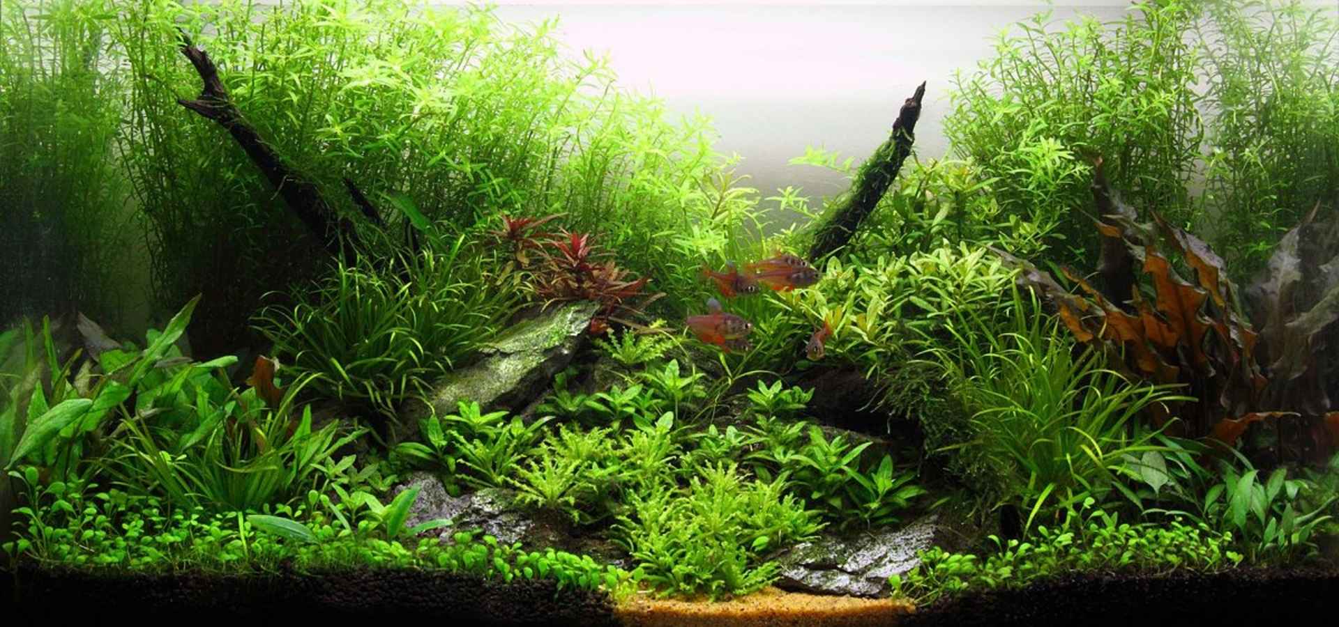 The Aquatic Plant House