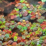 Floating Plants