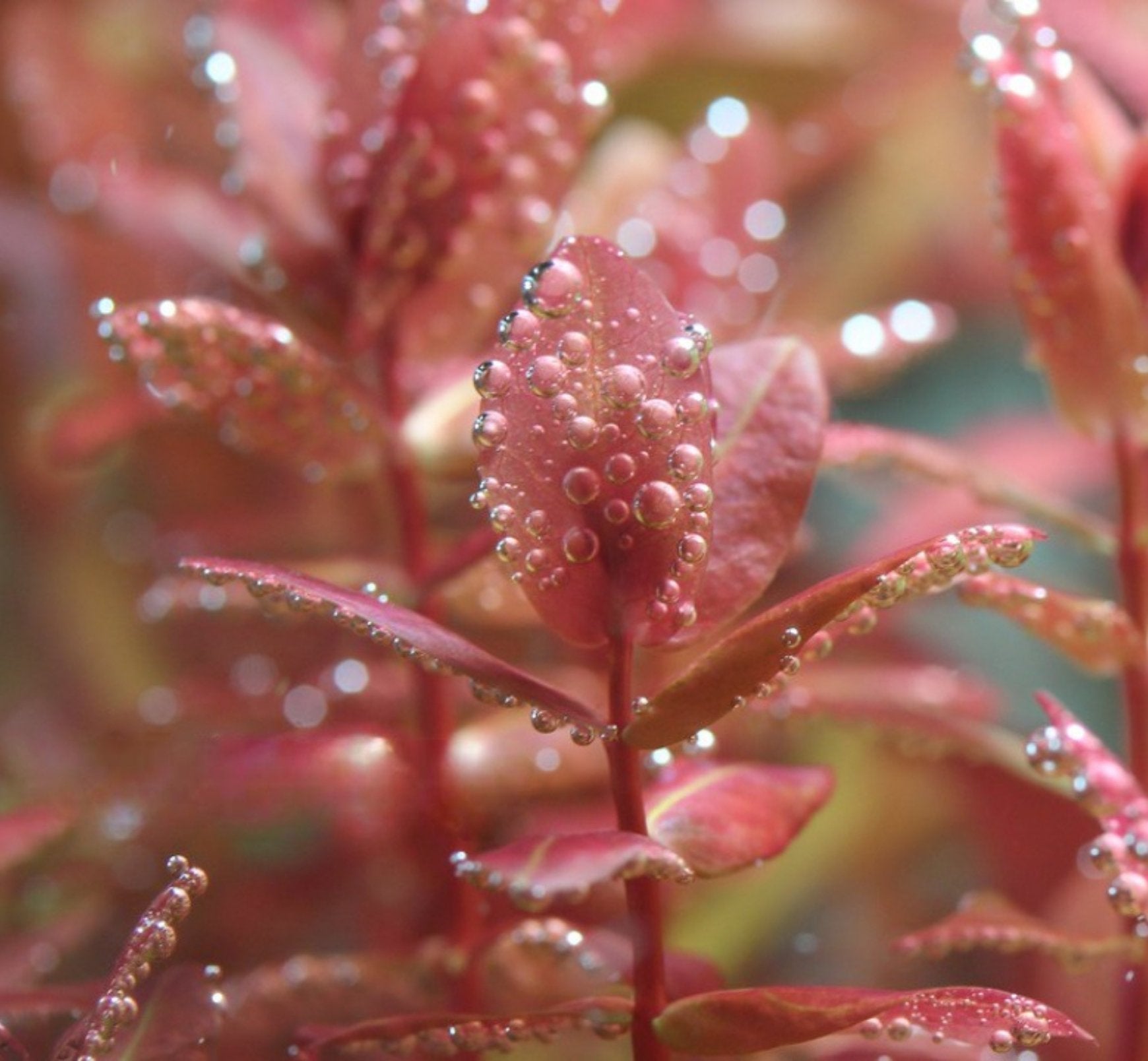 The Aquatic Plant House