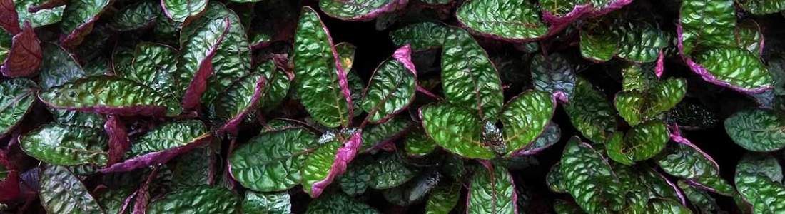 Terrarium Plants