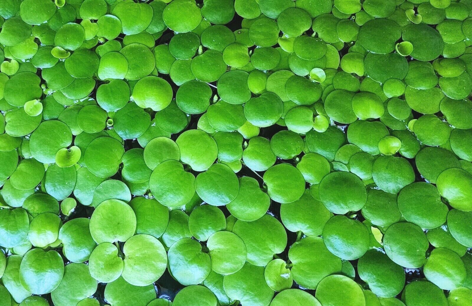 All Pond Plants