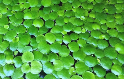 All Pond Plants