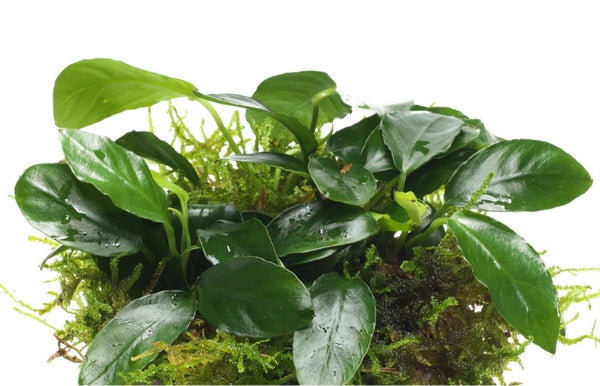 Anubias