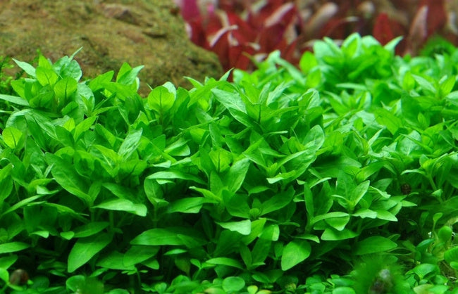 Cryptocoryne Crypts