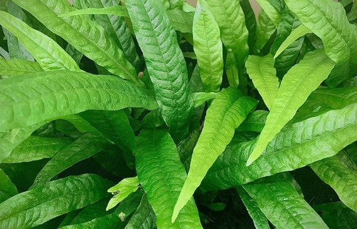 Fern Like
