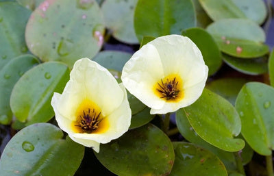 Floating Plants