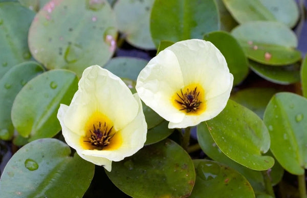 Floating Plants