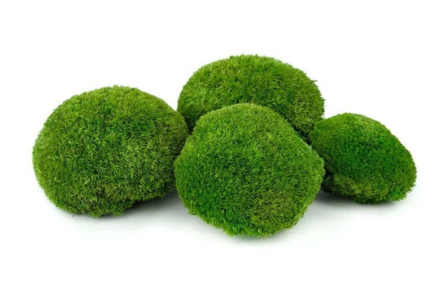 Moss