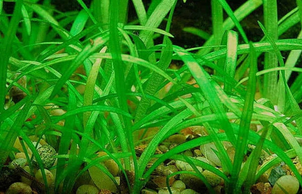 Sagittaria