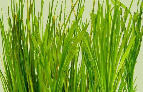 Vallisneria