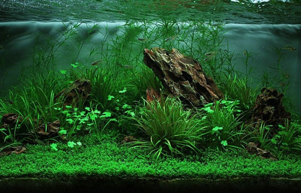 All Aquarium Plants