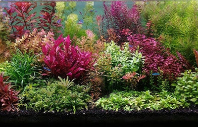 Plant Bundles