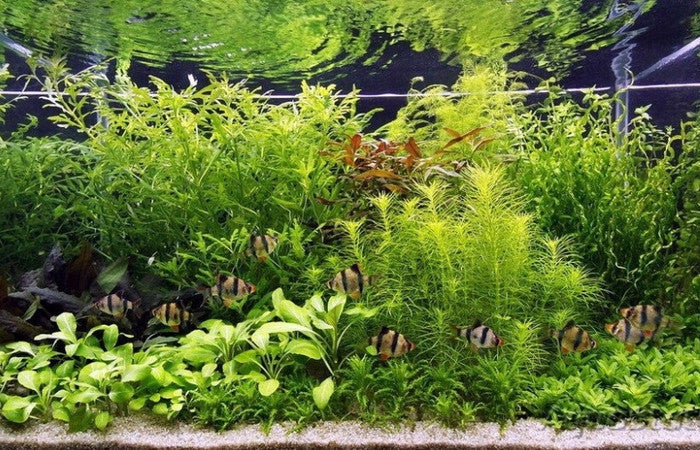 Plant Bundles