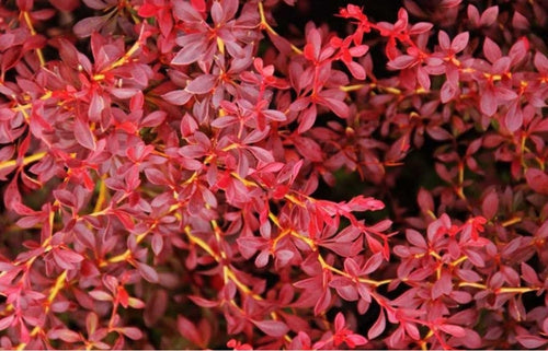 Stem Plants