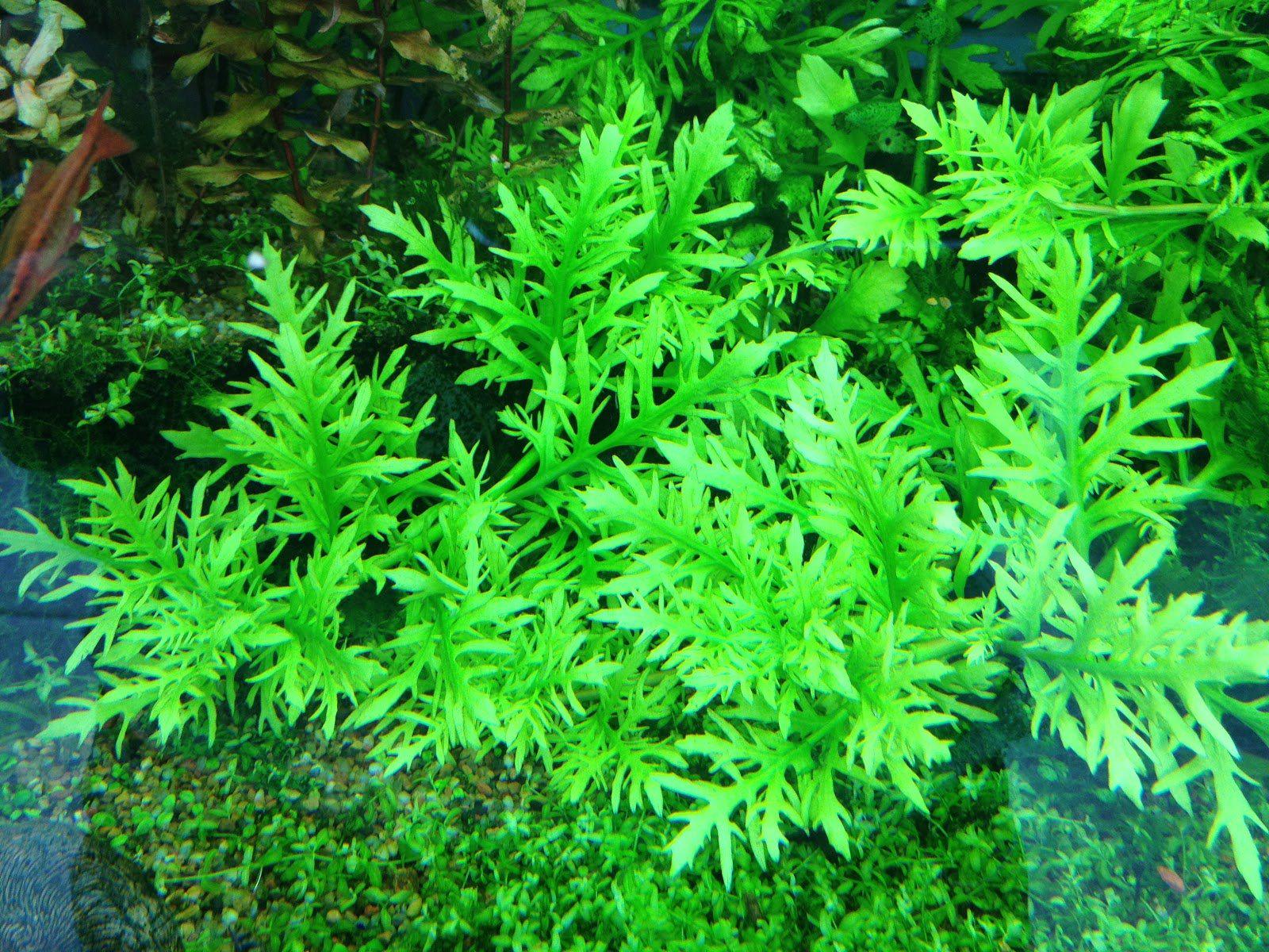 Florida Aquatic Plant Bundle