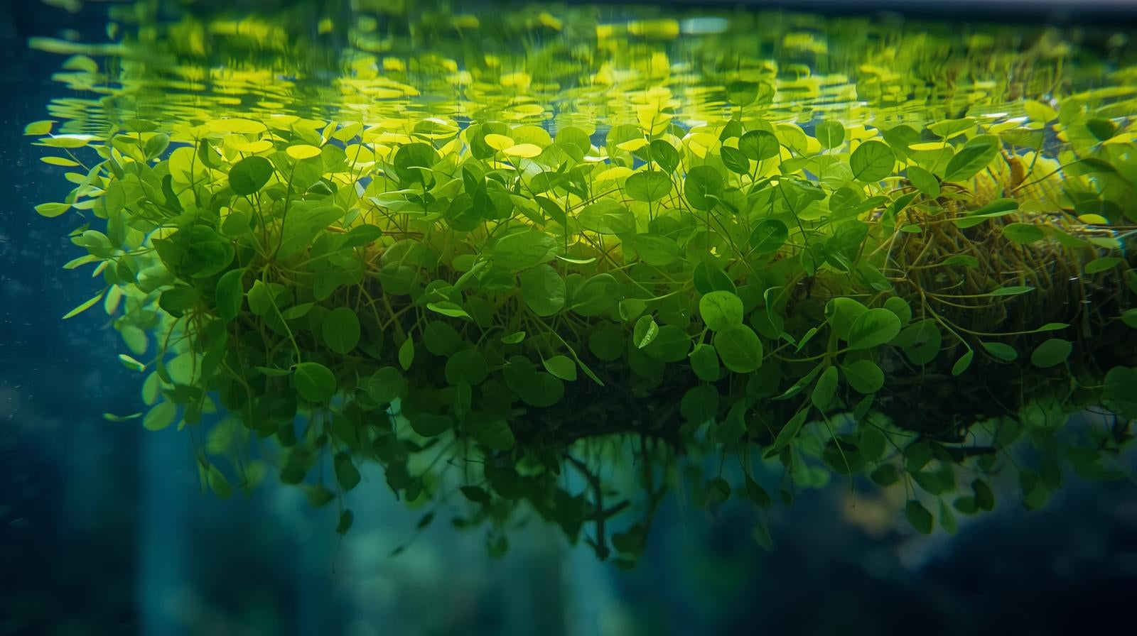 Salvinia Floating Plants