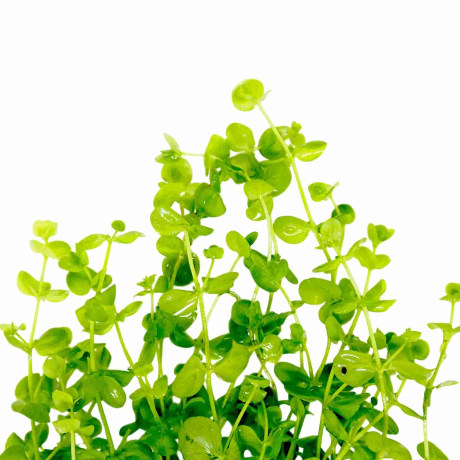 Dwarf Baby Tears Micranthemum Umbrosom