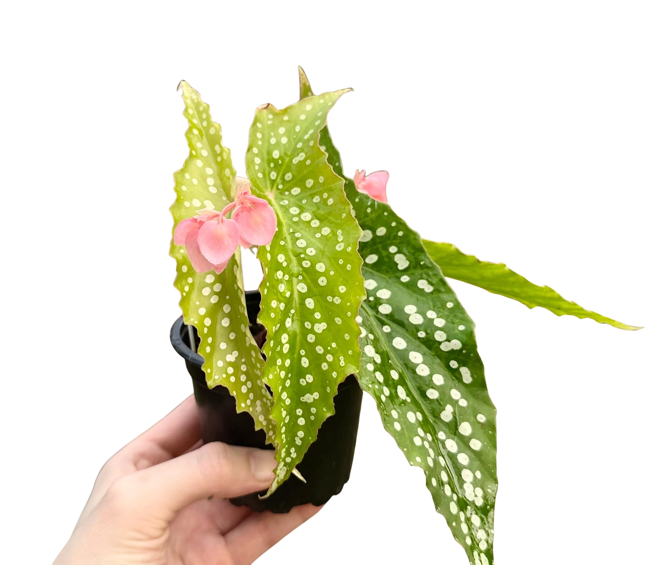 Angel Wing Begonia My Special Angel Rooted Starter Plant