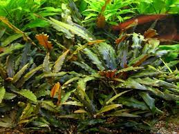 Cryptocoryne Crypt (Undulata)