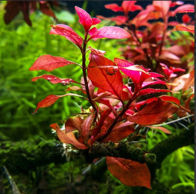 Ludwigia Repens Super Red Mini