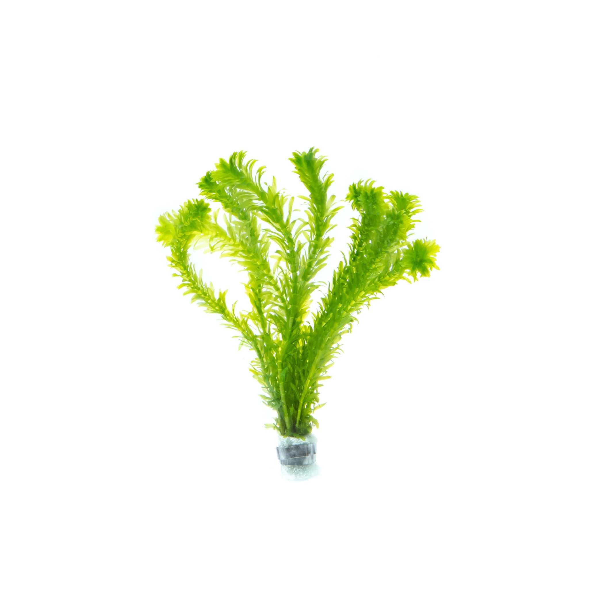 Anacharis Egeria Densa