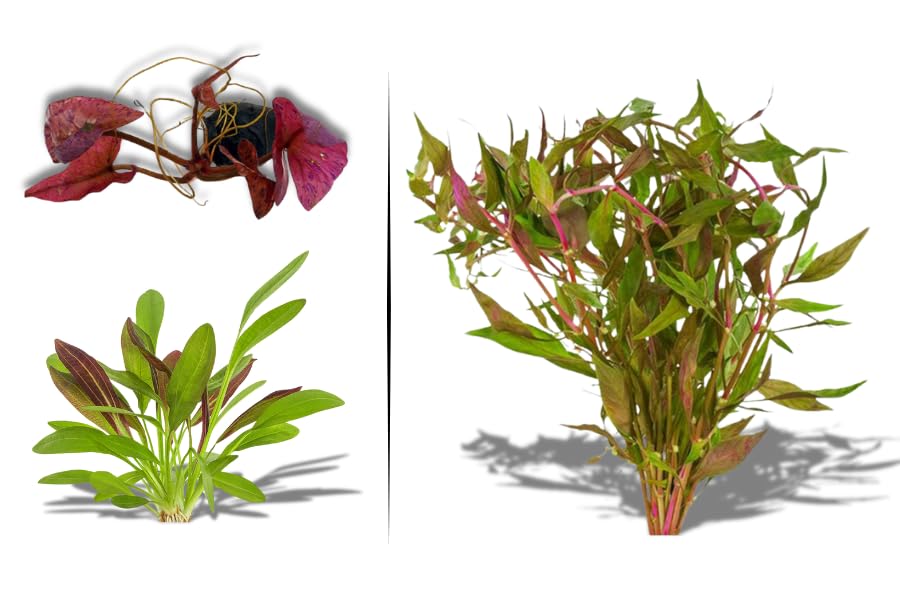 Red Flame Sword, Alternanthera Reineckii & Red Tiger Lotus Bundle