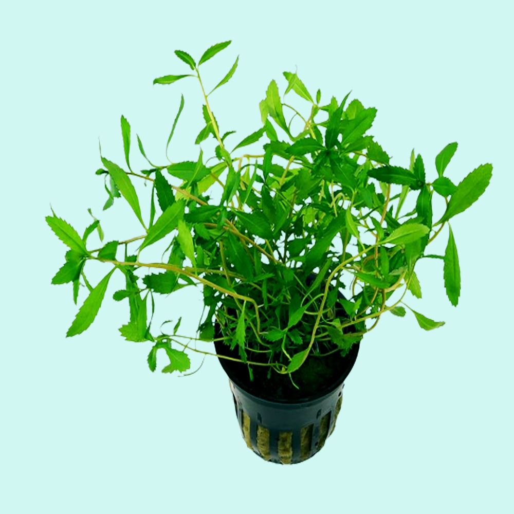 Mermaid Hygro Proserpinaca Palustris