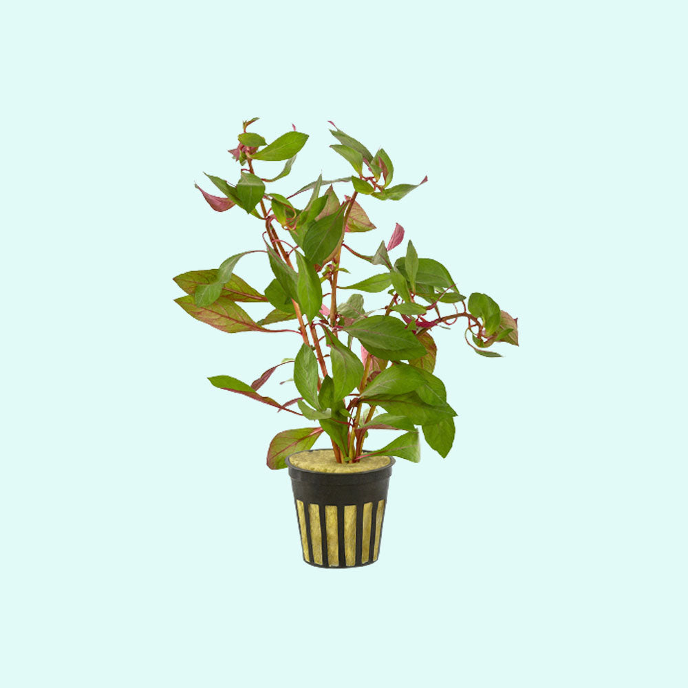 Ludwigia Repens Super Red Mini