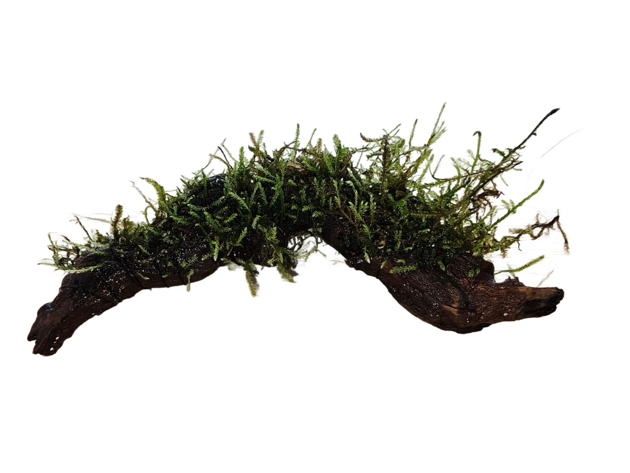 Moss On DriftWood