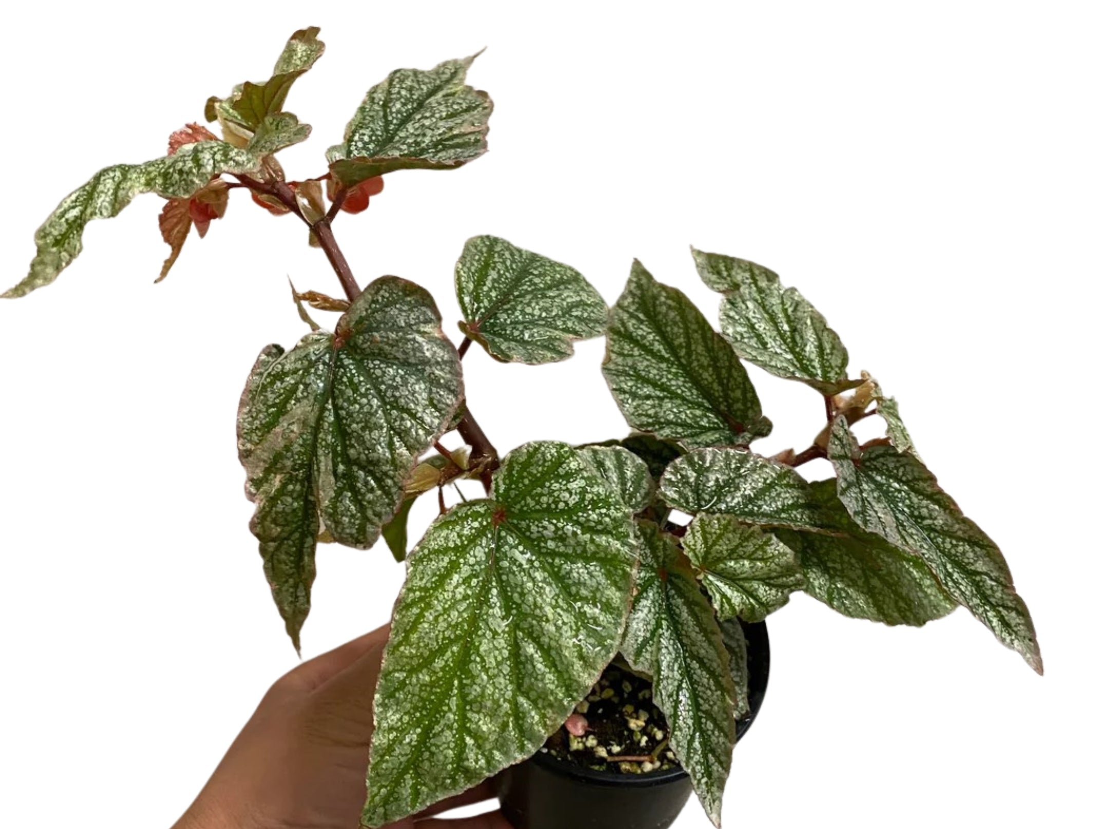 Angel Wing Begonia Frosty