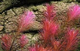 Rotala Wallichii (Bright Red) Plant