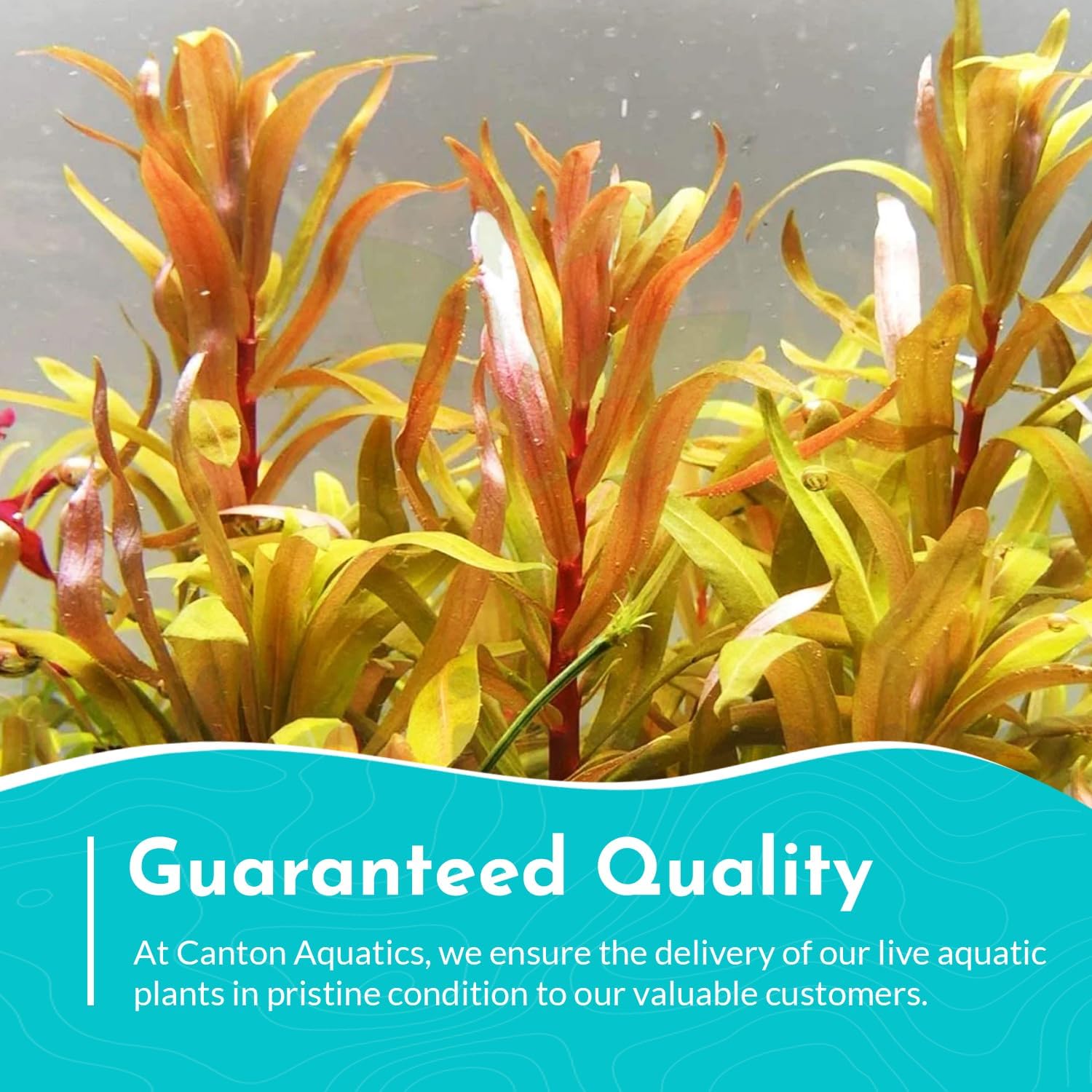 Nesaea Pedicellata (Golden)