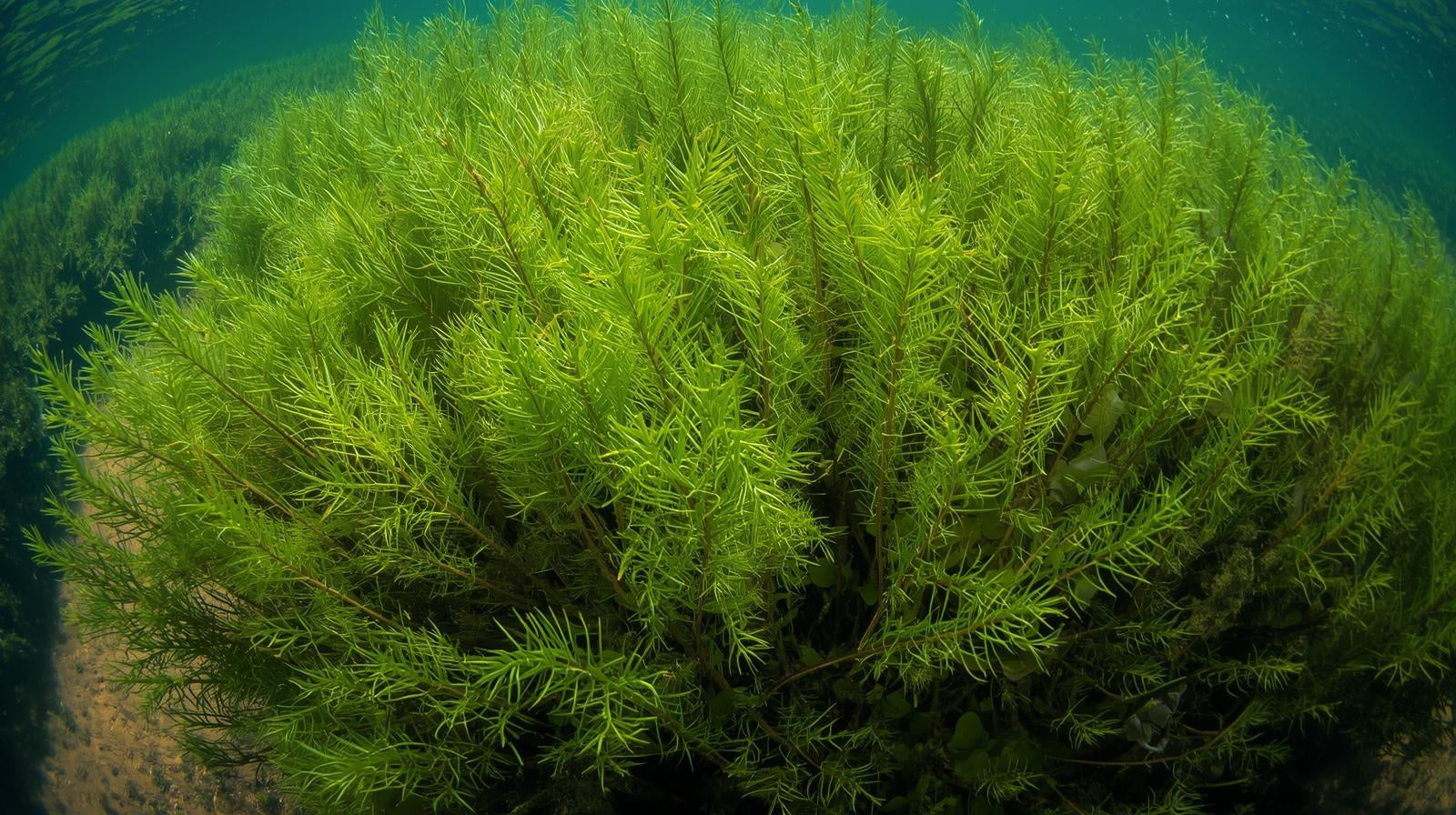 Hornwort Bunch