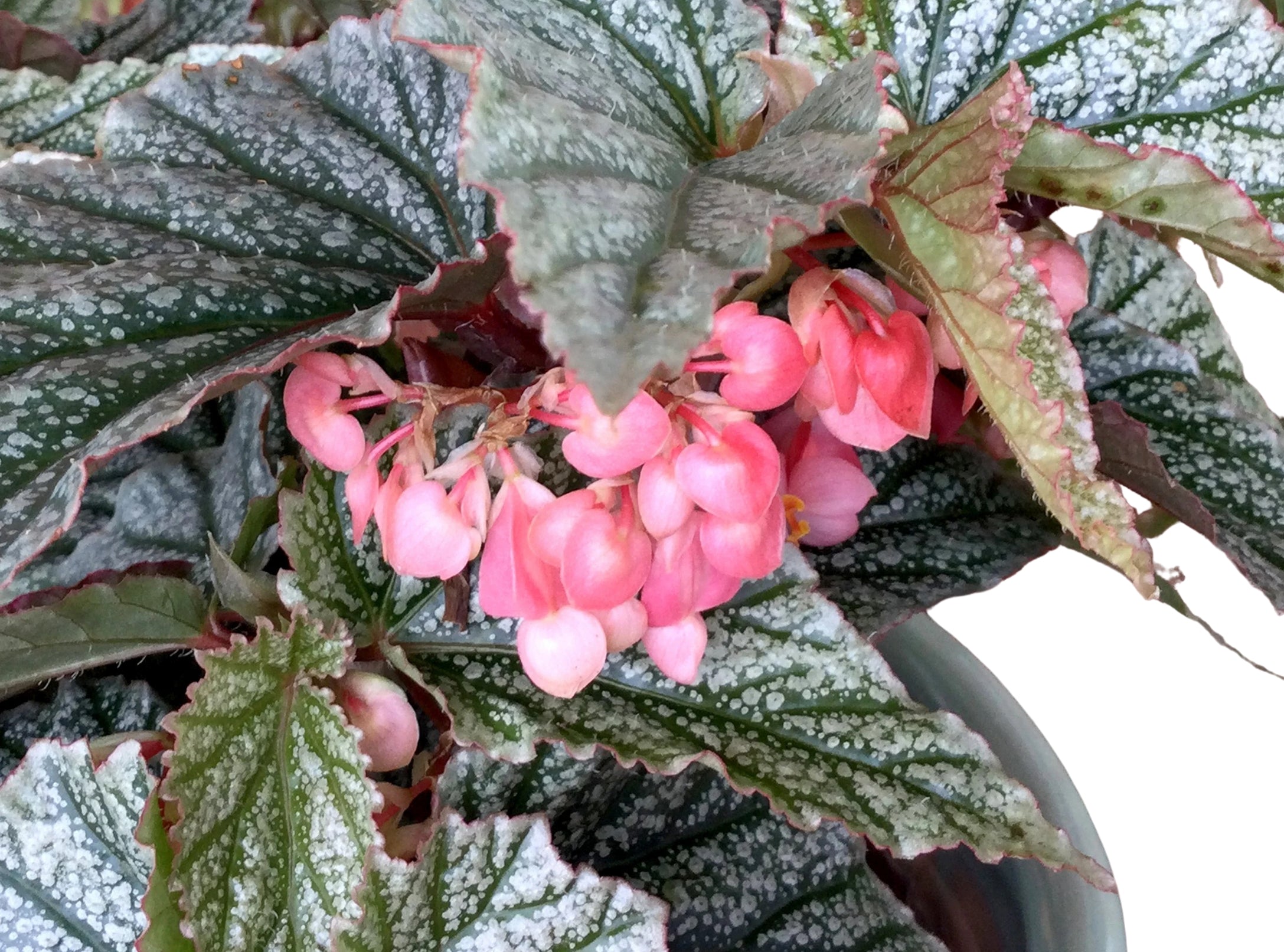 Angel Wing Begonia Frosty