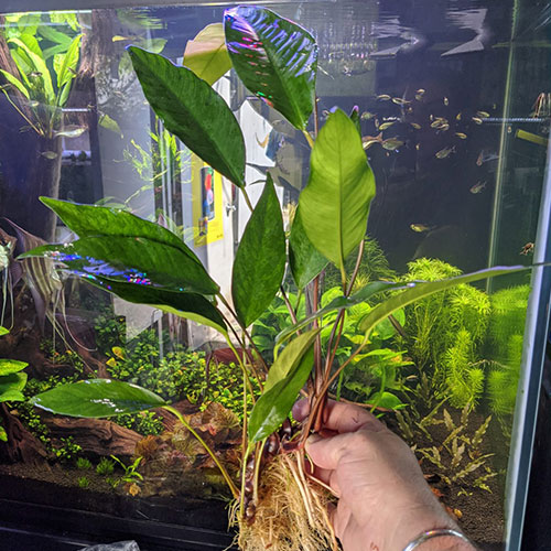 Anubias Hastifolia