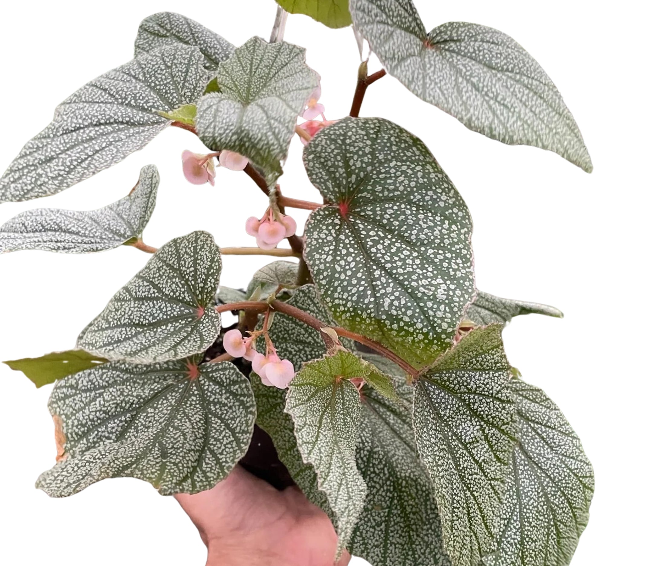 Angel Wing Begonia Frosty