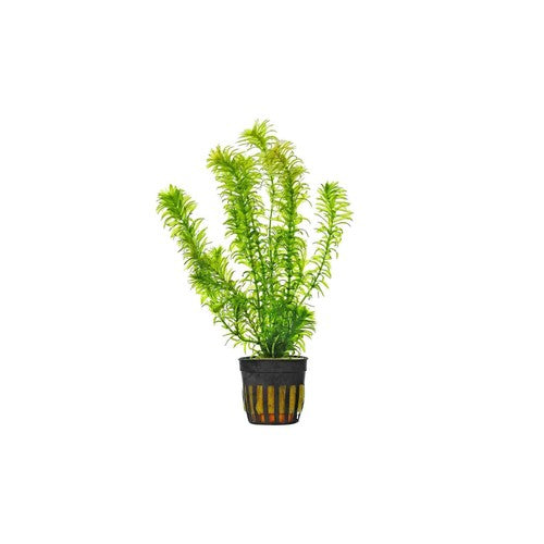 Anacharis Egeria Densa in 2 Inch Pot Live Aquarium Plants