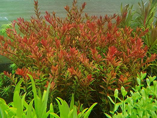 Rotala Indica