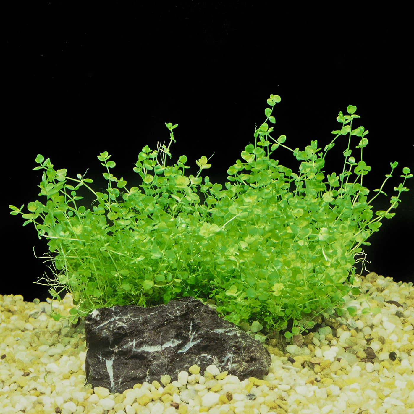 Dwarf Baby Tears Micranthemum Umbrosom