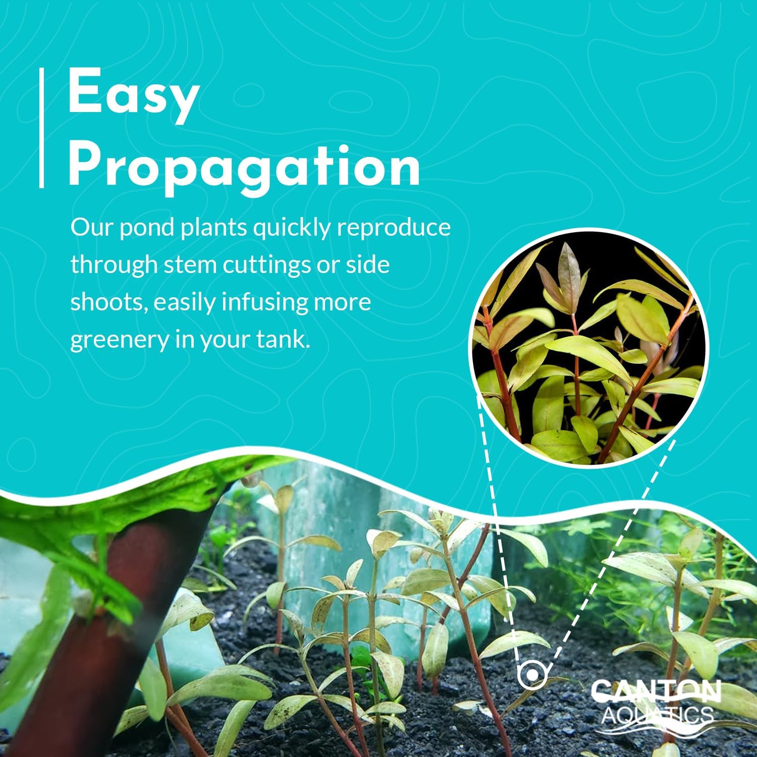 Nesaea Pedicellata (Golden)