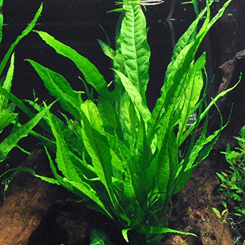 Java Fern Mat (Microsorum Pteropus) on Mat