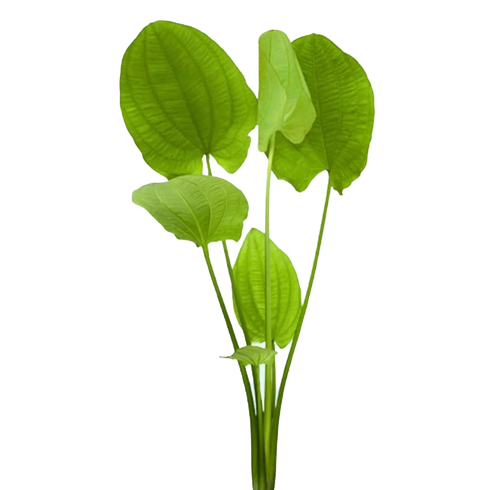 Radican Sword (Echinodorus Cordifolius)