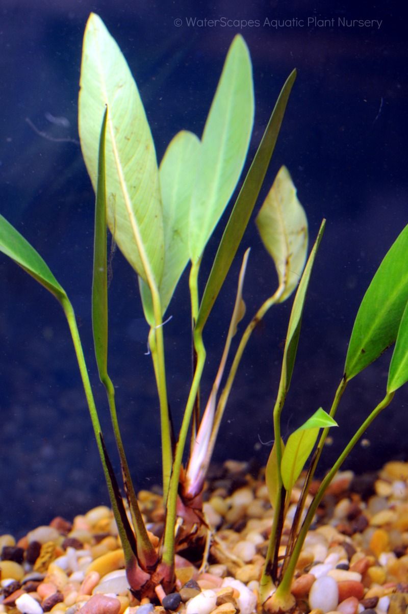 Anubias Heterophylla Lanceolata