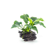 Anubias Barteri (Nana) Rooted on Driftwood